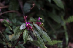 Sonerila tinnevelliensis